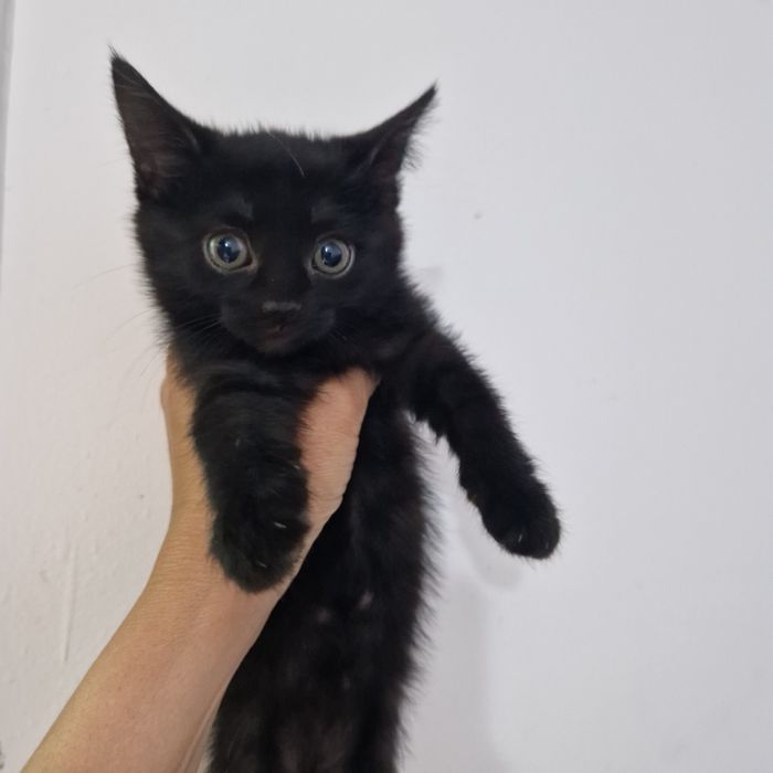 Котенок, 2 мес, дев, р.Нурсая