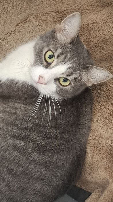 Отдам кота в добрые руки