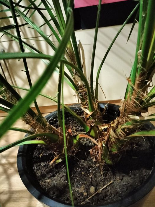 Пальма финиковая