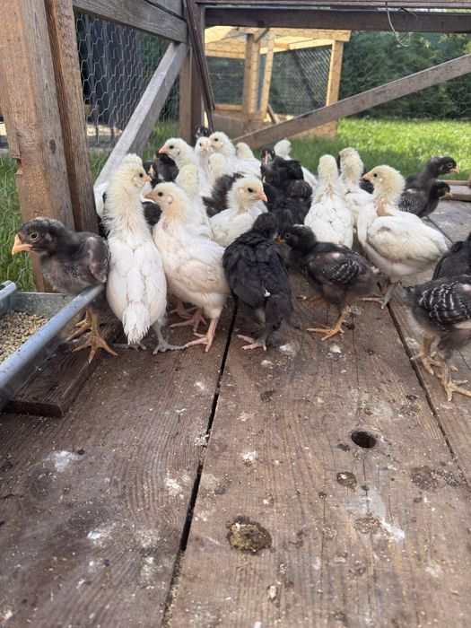 Pui australop/playmouth/marans