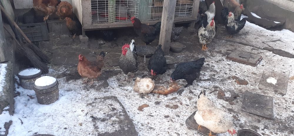 Mai mulți cocoși bun care calcă găinile și de tăiat.