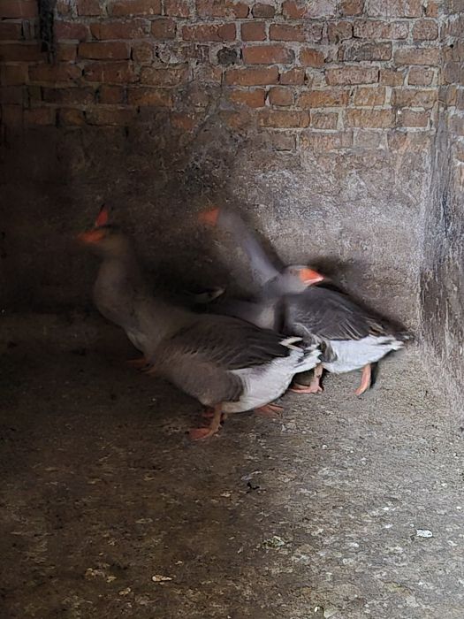 Vând gâște rasa de carne