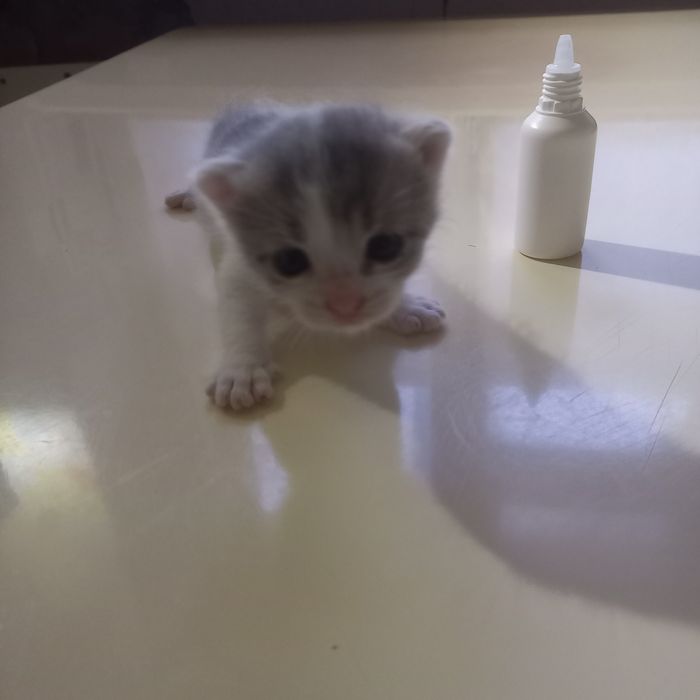 Вислоухие котята один месяц