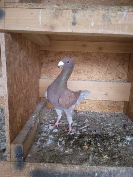 Porumbei Voiajori Germani