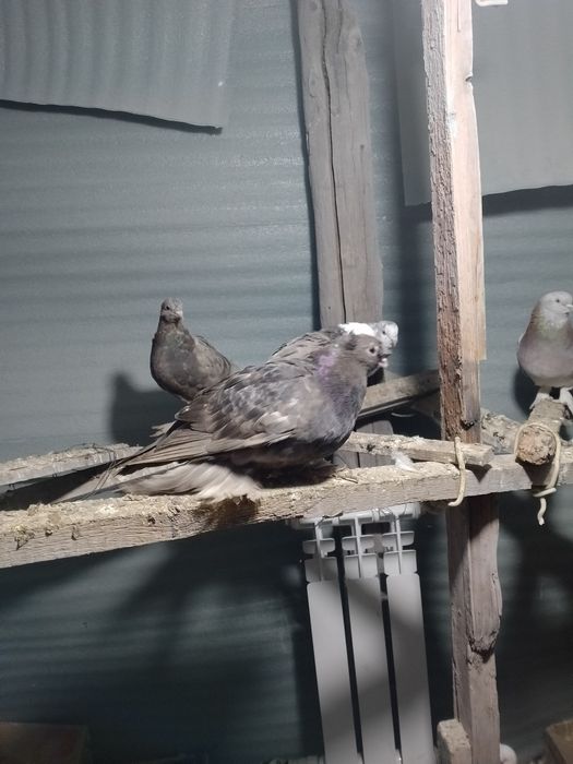 kabutar sotiladi uchta maila bita dvuhchubi ikhta chubati