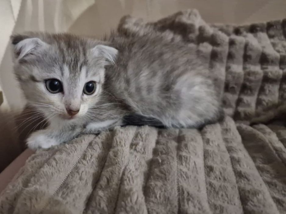 Отдадим котят в добрые руки