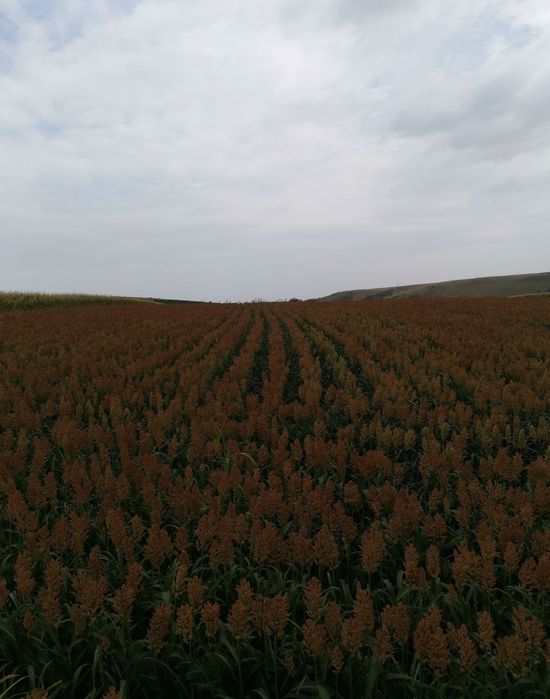 Samanta SORG ROSU pentru boabe sau SILOZ