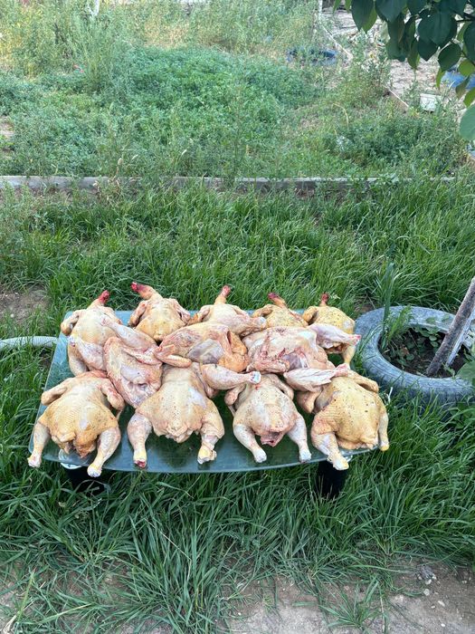 Домашние Курица проадется Мясо