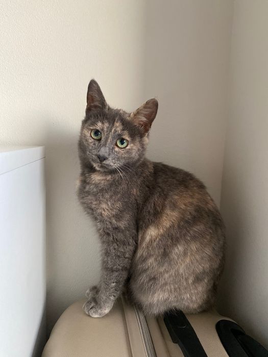 Котенце момиче, 4,5 месеца