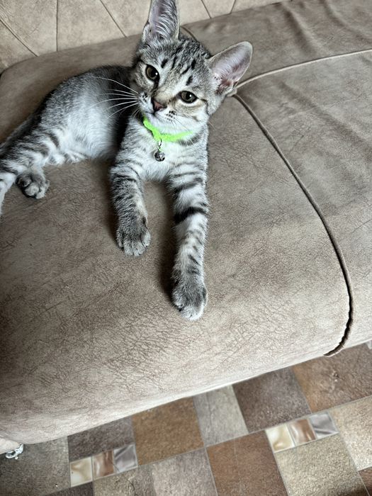 Срочно отдам котика