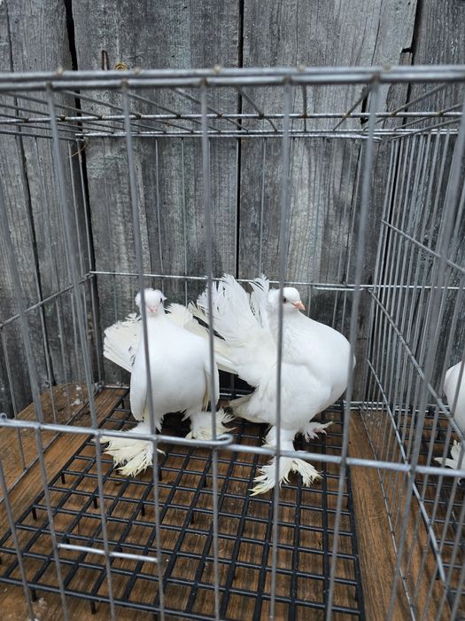 Porumbei rostow,siberieni,nordcaucazieni