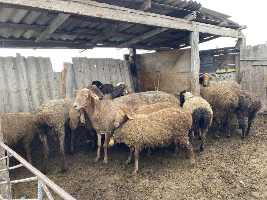 Койлар,токтылар сатылады