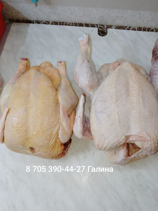 Продажа.   цыплят