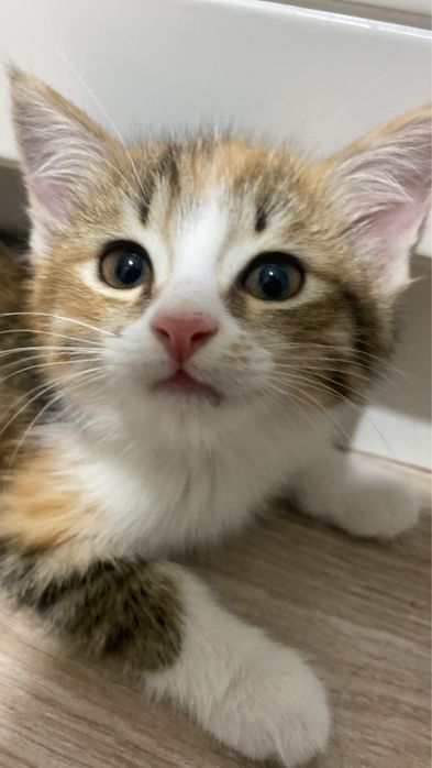 Котенок в добрые руки