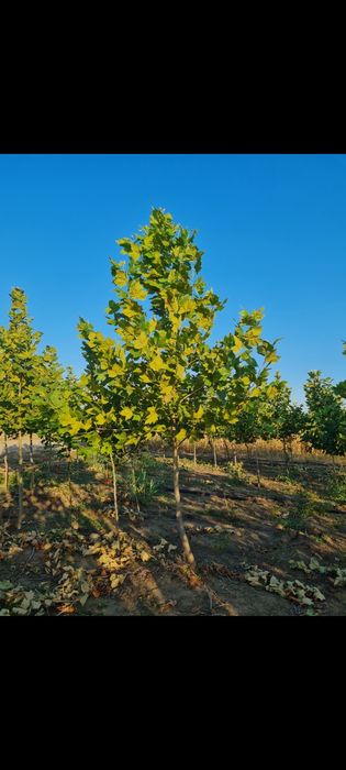 Tei, Platan, Mestecan, Salcam, Brazi ,Tuia ,Artari etc.