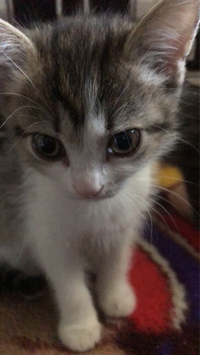 Отдаю котят в добрые руки