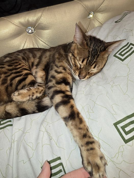 Бенгальский кот, породистый