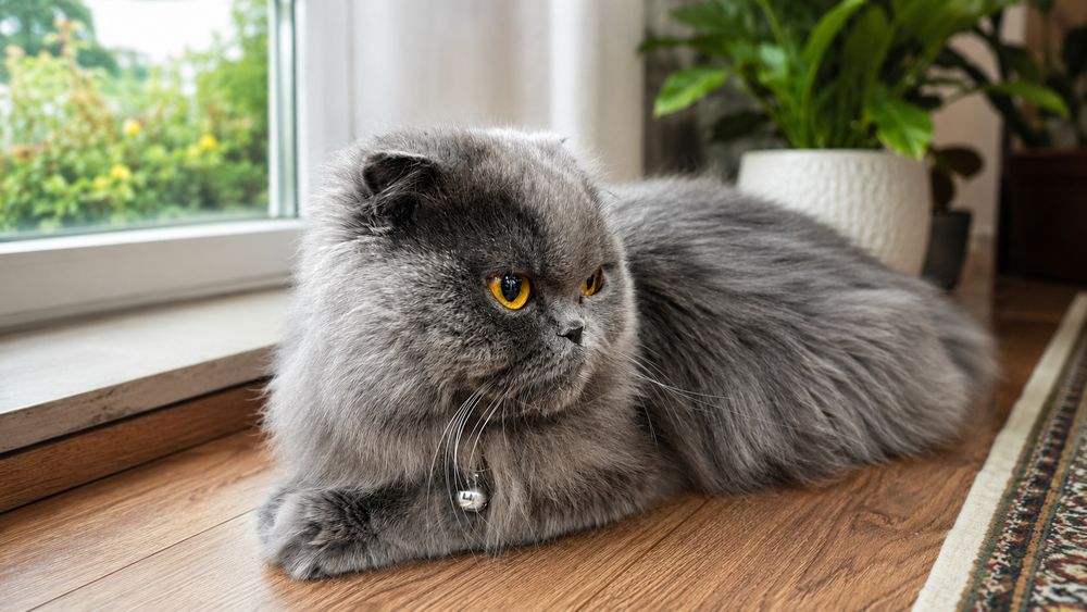 Scottishfold hadyaga