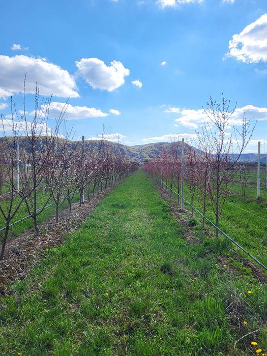 Vând Livadă (Caisi,Piersici,Nectarini)