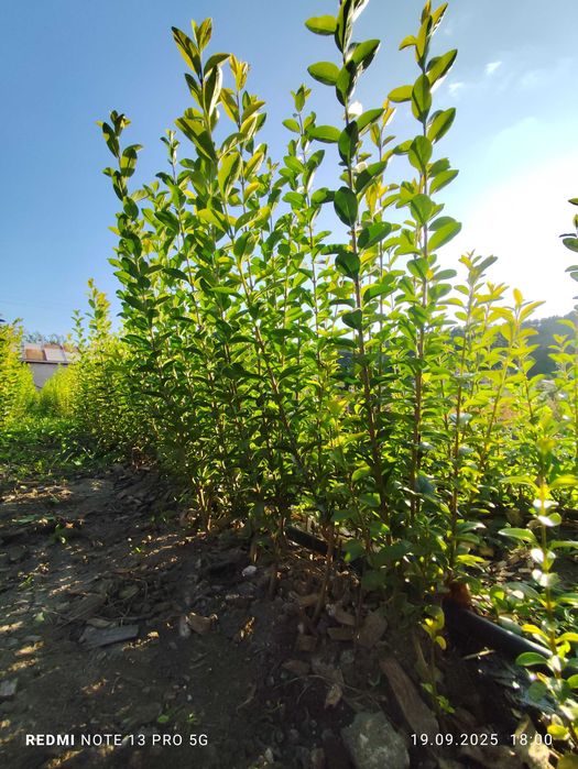 Лигуструм - Жив плет