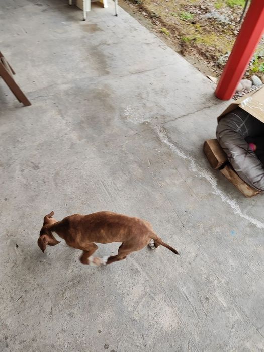 Питбуль с хорошей родословной