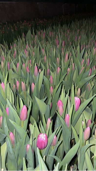 Тюльпаны Голландия