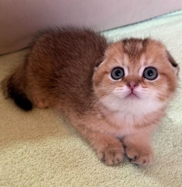 Шотландские котята. Золотая шиншилла