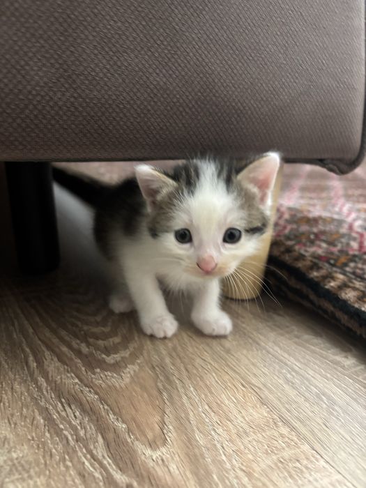 В добрые руки котята