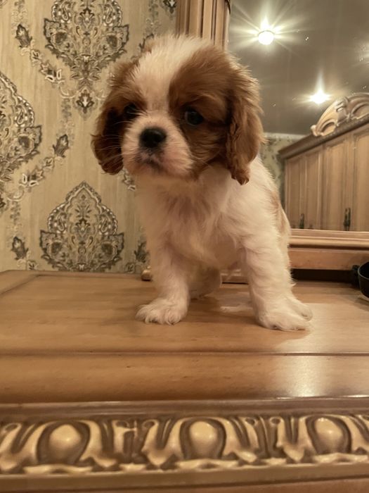 Кавалер кинг чарльз спаниель