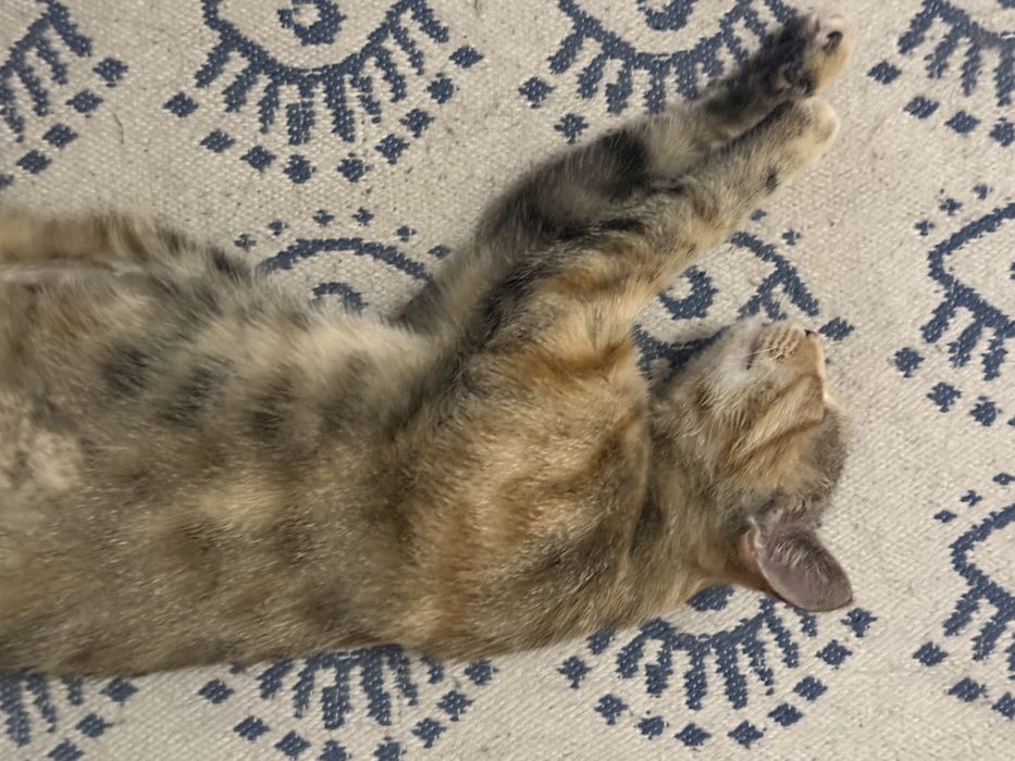 Найдена Кошка!!!