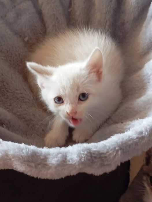 Котята только в ответственные руки