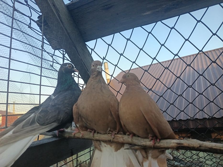 Голуби бабочки продам