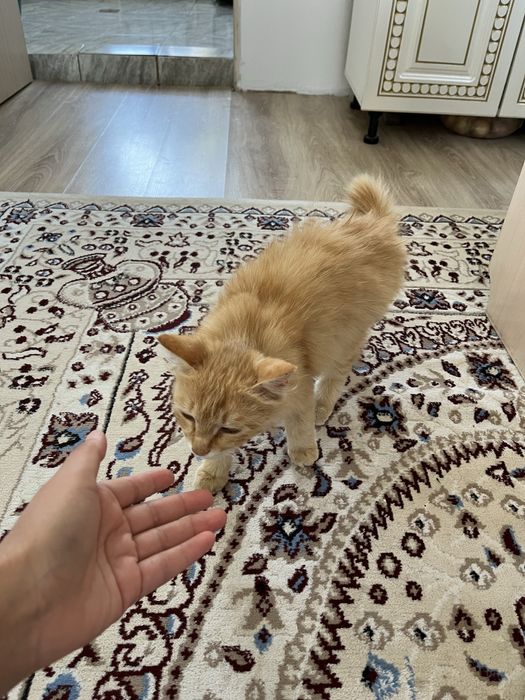 Отдам в добрые руки кота