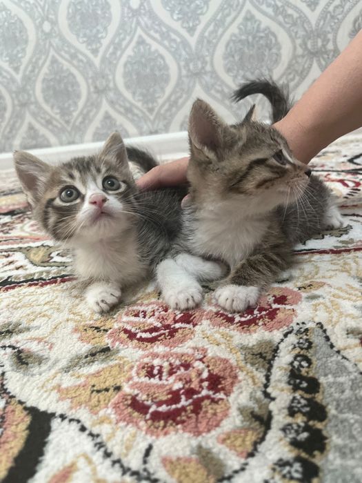 Котята Бесплатно