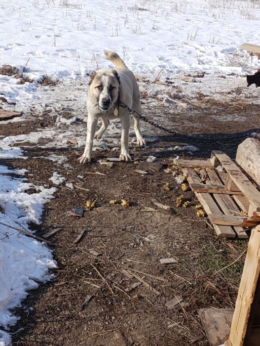 Срочна молодой будущи боец