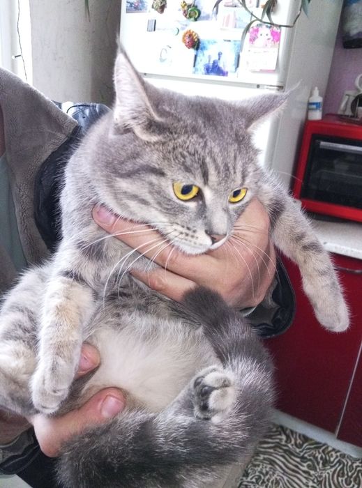 Отдам кошек бесплатно мальчик и три девочки