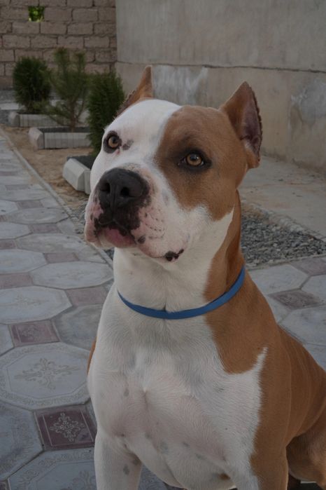 Ищем невесту для стаффа