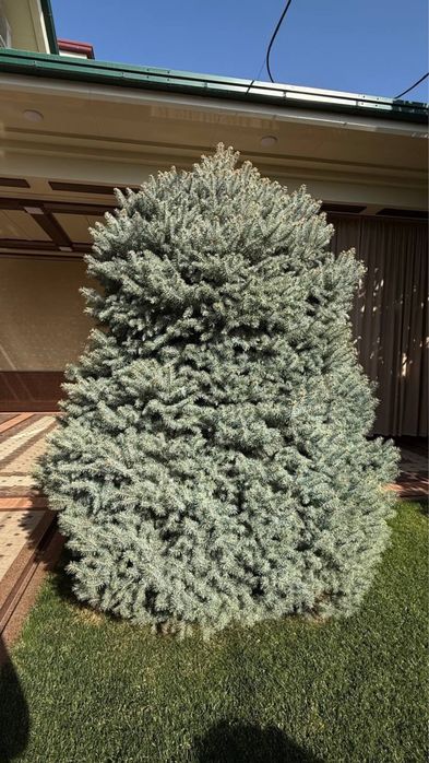 Archa Голубая ель