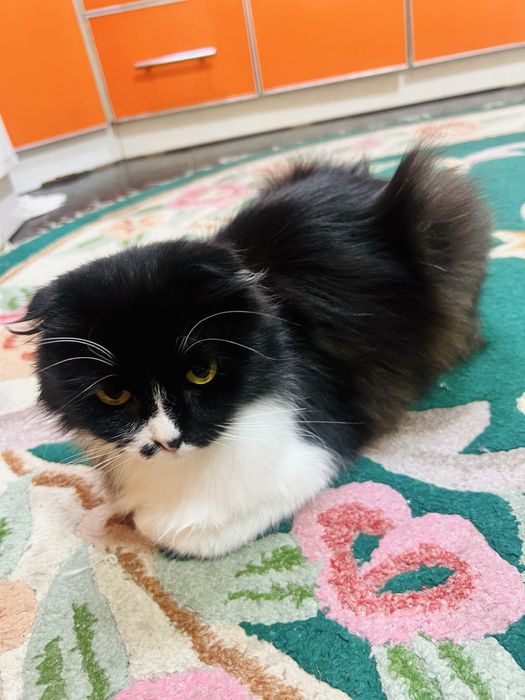 Отдам кошку в добрые заботливые руки