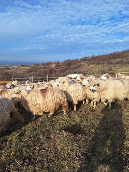 Se vinde 45 de mioare si stră-mioare pret 1000 lei negociabil!