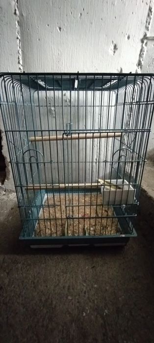 Cusca papagali medii-mari