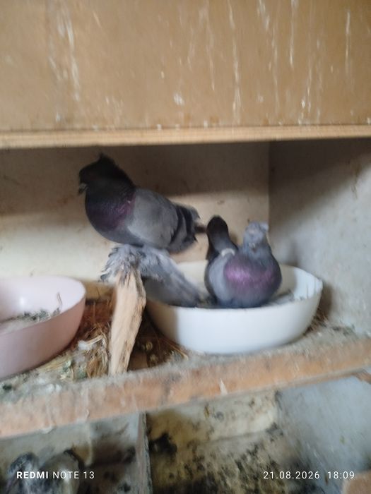 Продам голубеи разных