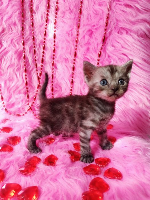 Остались 2 котят девочек шотландка+бенгал