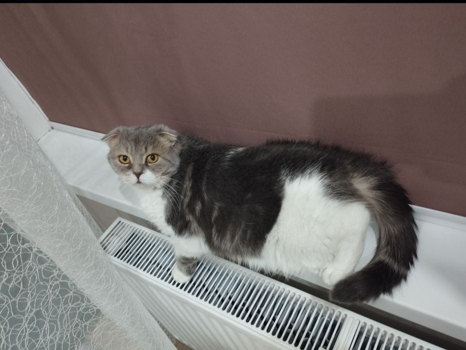 Отдам в добрые руки кота .