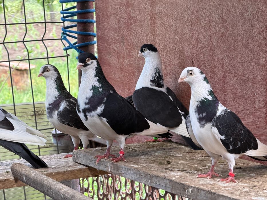Porumbei gălățeni de vanzare