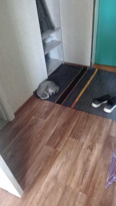 Отдам кошку в добрые руки