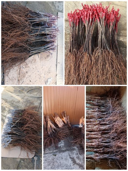 Butași vita de vie altoita