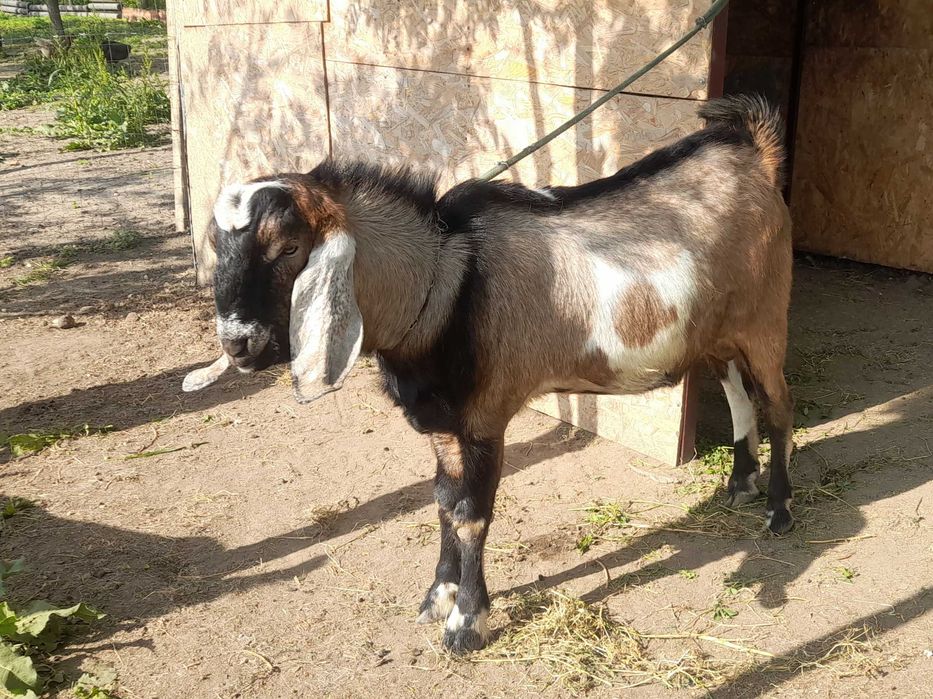 Vânzare țap anglo-nubian