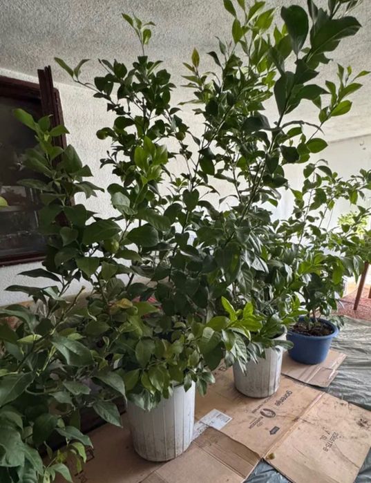 Лимонови дървета