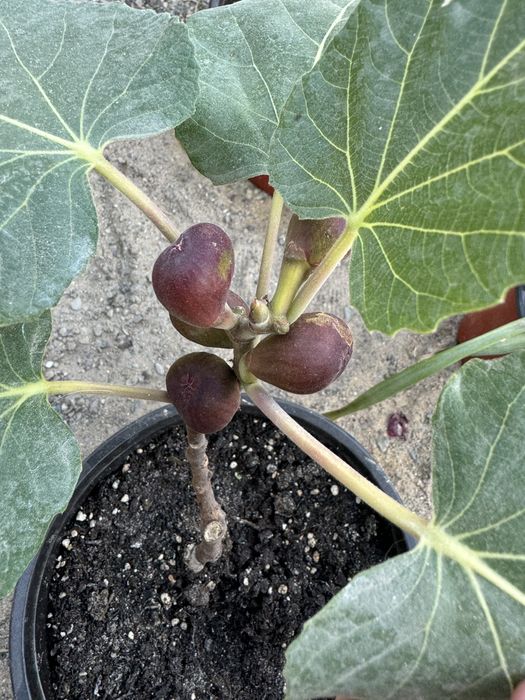 Инжир «далматский»